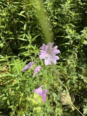 Malva alcea