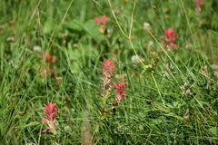 Castilleja miniata miniata
