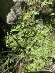 Lunularia cruciata