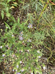 Symphyotrichum laeve
