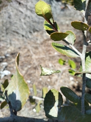Caloptilia stigmatella