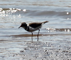 Charadrius tricollaris