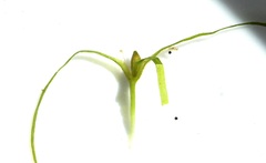 Najas flexilis