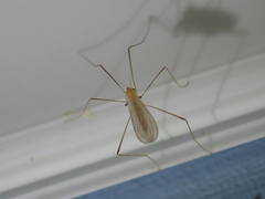 Erioptera