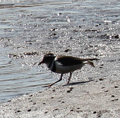Charadrius tricollaris
