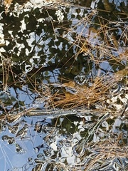 Lithobates