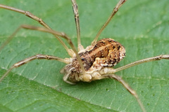 Mitopus