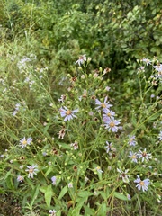Symphyotrichum laeve