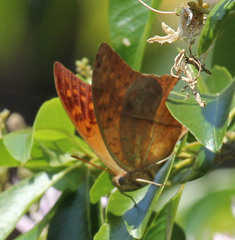 Charaxes varanes