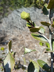 Caloptilia stigmatella