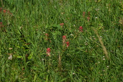 Castilleja miniata miniata