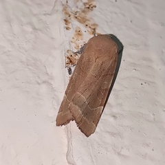 Noctua fimbriata