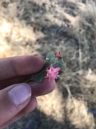 iNaturalist observation photo of Spined Turban Gall Wasp