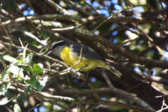 Coereba flaveola