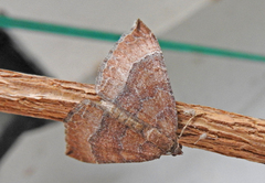 Larentia clavaria