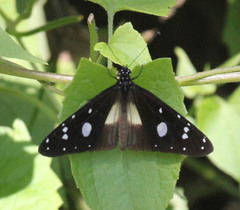 Amauris echeria