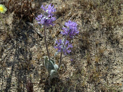 Salvia carduacea