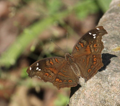 Junonia natalica natalica
