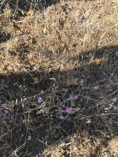 iNaturalist observation photo of California Aster