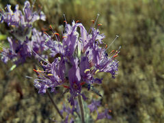 Salvia carduacea