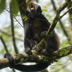 Alouatta palliata