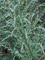 Artemisia vulgaris
