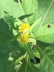 Verbesina alternifolia