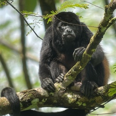 Alouatta palliata
