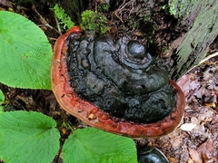 Fomitopsis mounceae
