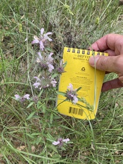 Monarda pectinata