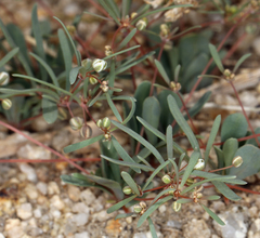 Hypertelis umbellata