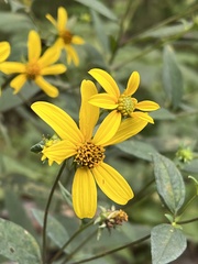 Helianthus divaricatus