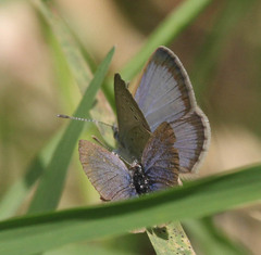 Zizeeria knysna knysna