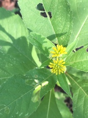 Verbesina alternifolia