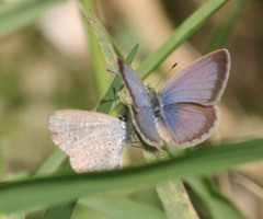 Zizeeria knysna knysna