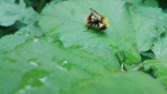 Bombus pratorum