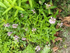 Nepeta nervosa