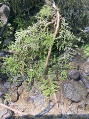 Kindbergia praelonga