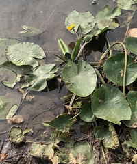 Nuphar lutea