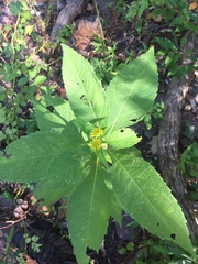 Verbesina alternifolia
