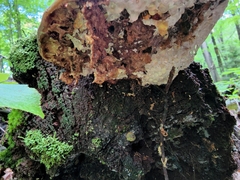 Fomitopsis mounceae