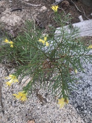 Ericameria bloomeri