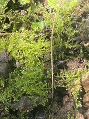 Kindbergia praelonga