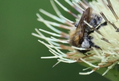 Thoracobombus