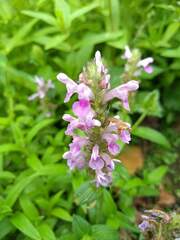 Nepeta nervosa