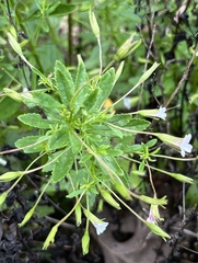 Mecardonia acuminata