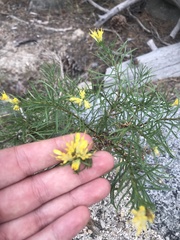 Ericameria bloomeri