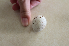 Callipepla californica