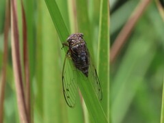 Diceroprocta olympusa