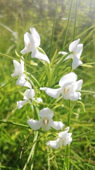 Habenaria linearifolia
